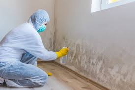 Best Mold Damage Restoration  in Holyoke, MA