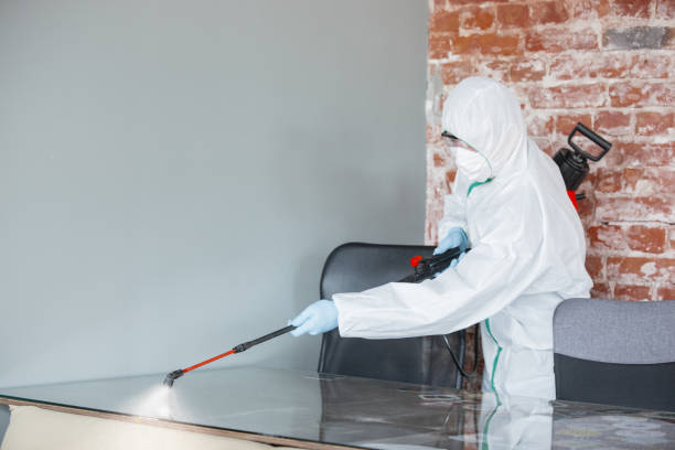 Best Real Estate Mold Inspection  in Holyoke, MA