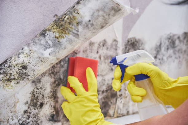 Best Residential Mold Inspection & Testing  in Holyoke, MA